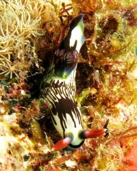 Another one for Brian! Taken last weekend at Dayang Islan... by Mohan Thanabalan 